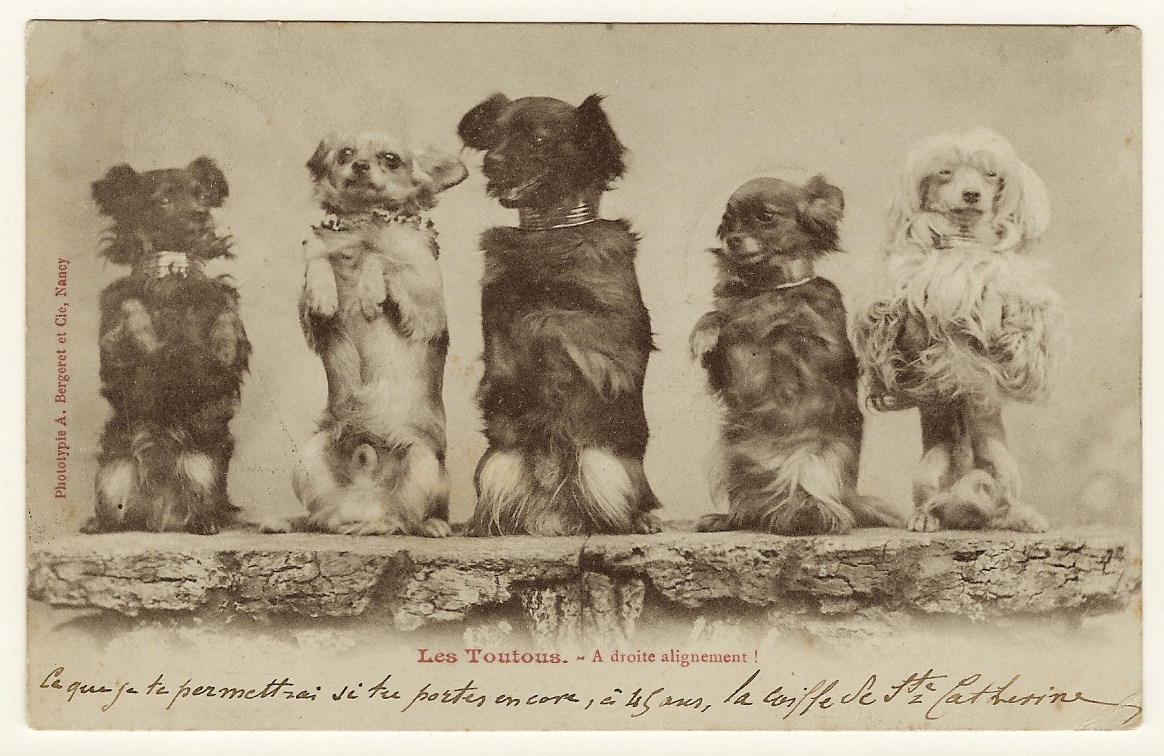 circus dogs