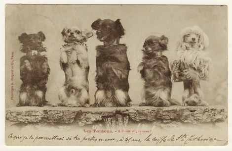 circus dogs