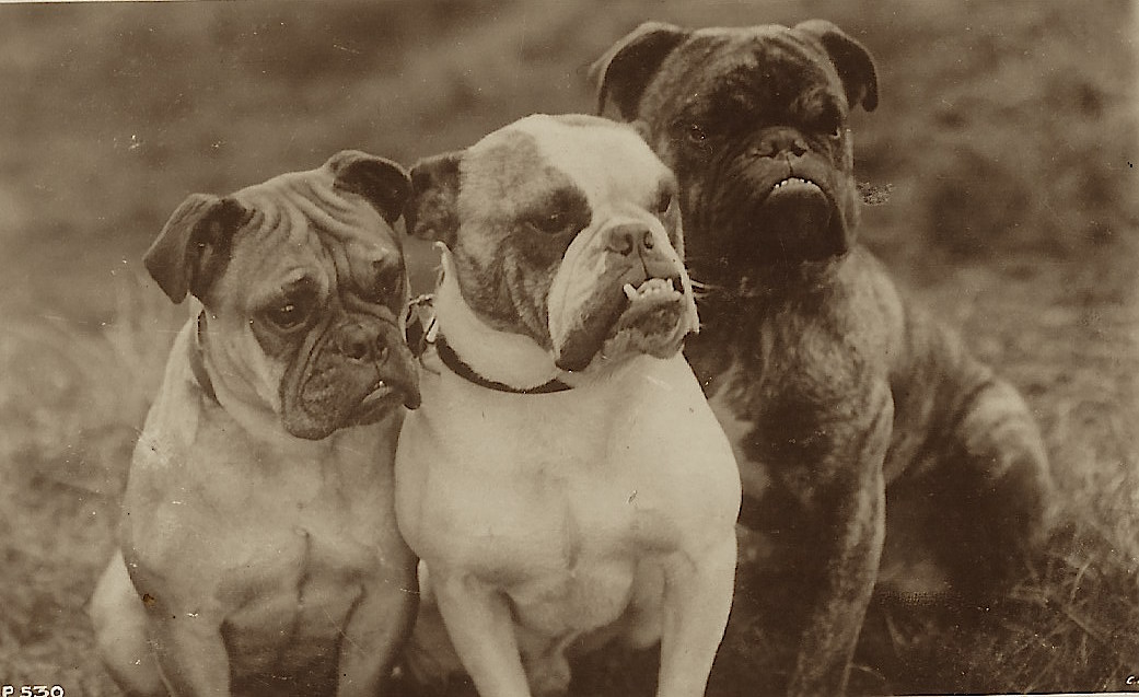 bull dogs 1
