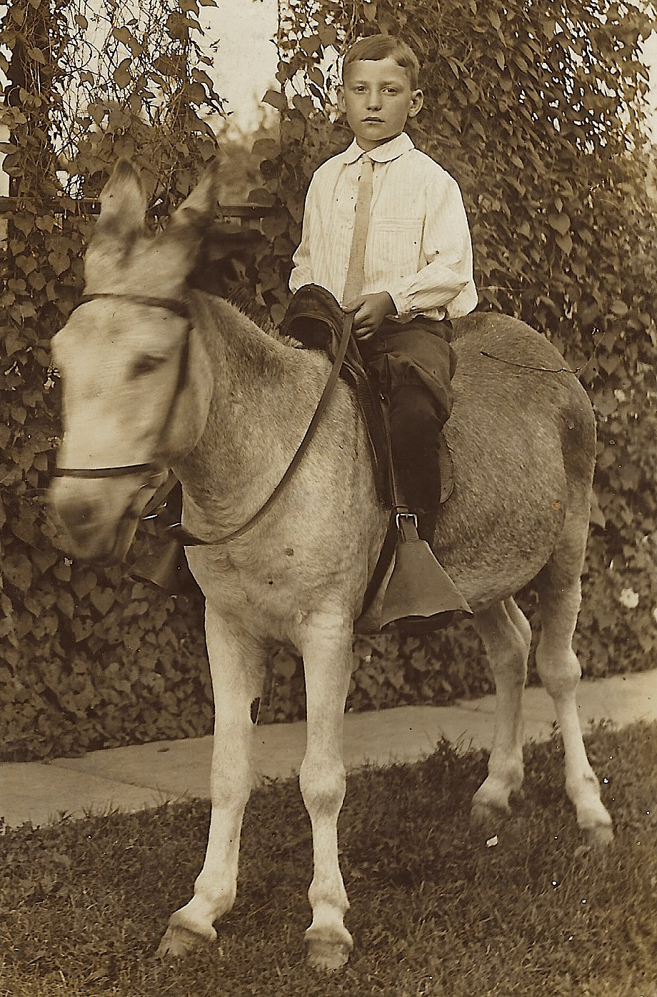 boy riding donkey 1