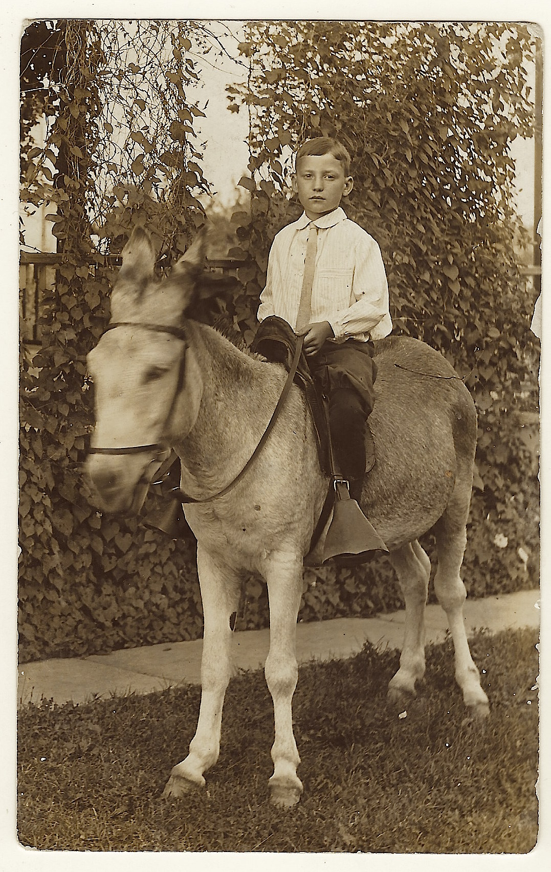 boy riding donkey