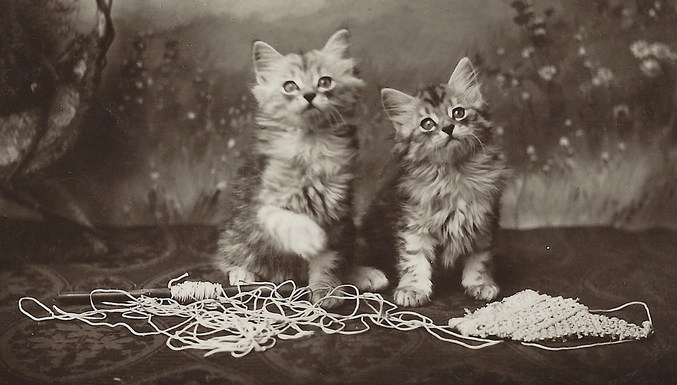 kitten knitting 1