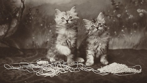 kitten knitting 1