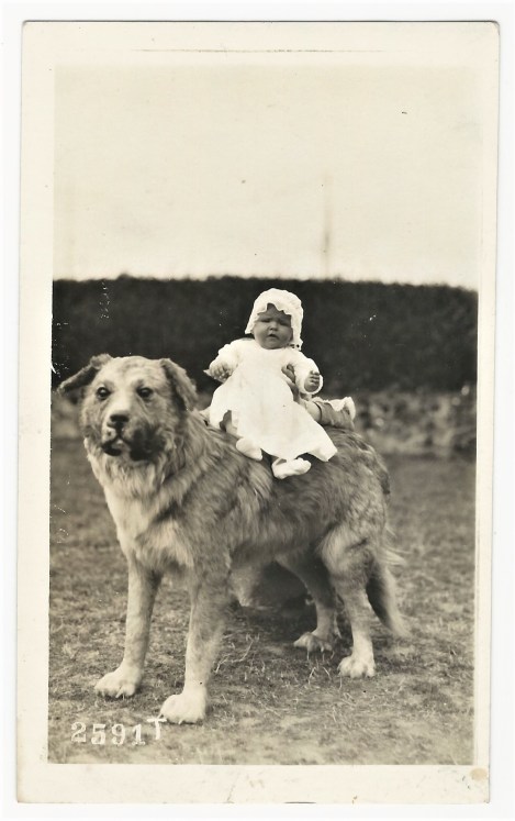 2020-04-12_001701 dog baby 1