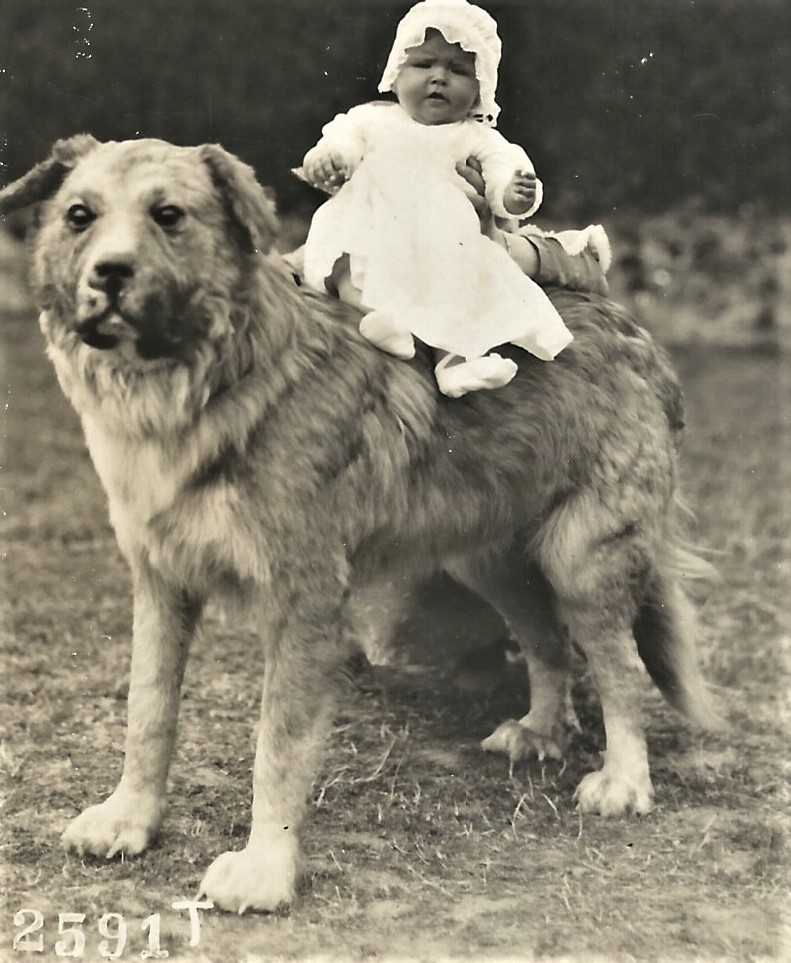 2020-04-12_001842 dog baby 2